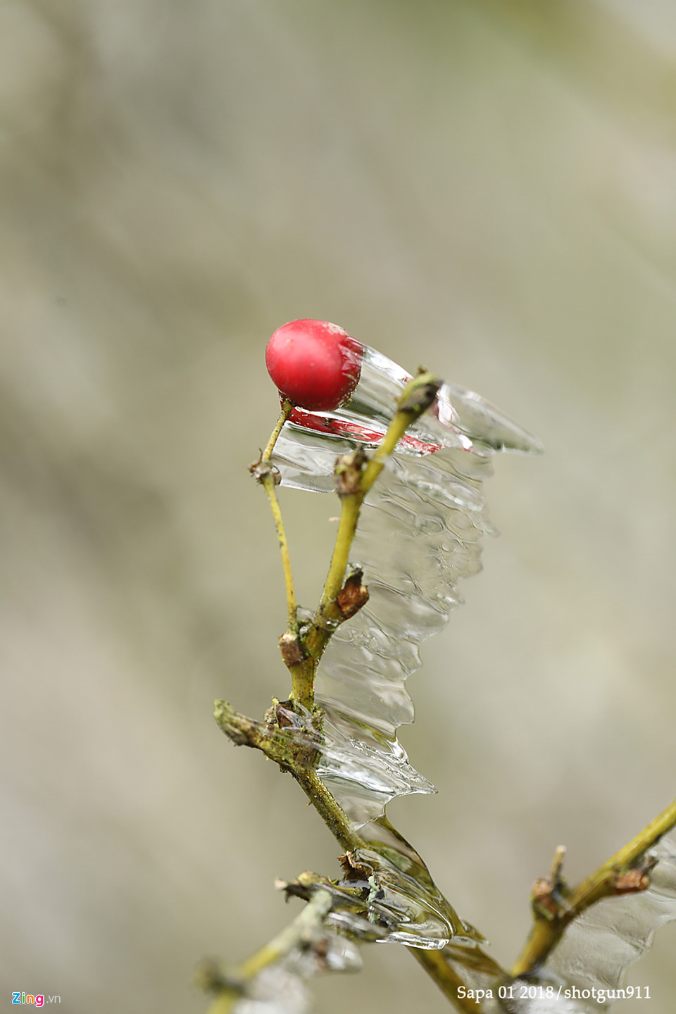 Hình ảnh macro tuyệt đẹp về băng giá Sa Pa